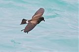 Elliot's Storm-Petrel